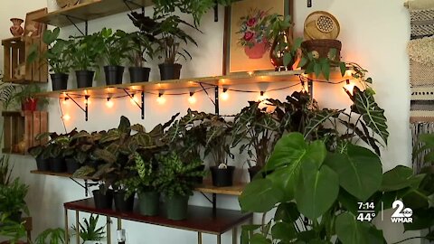 Plant shop featuring local artists opens during pandemic