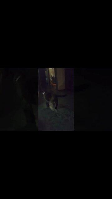 my cat is such a diva