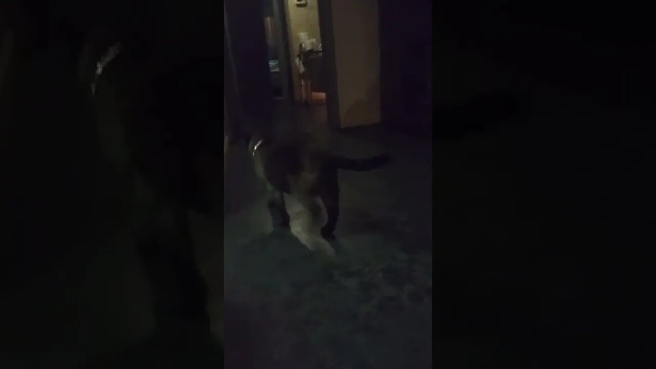 my cat is such a diva