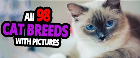 All CAT BREEDS in one video!!!