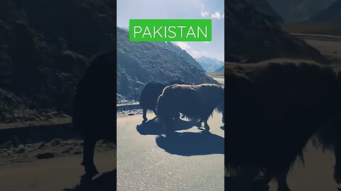 Pakistan #viral #shorts #tiktok #love