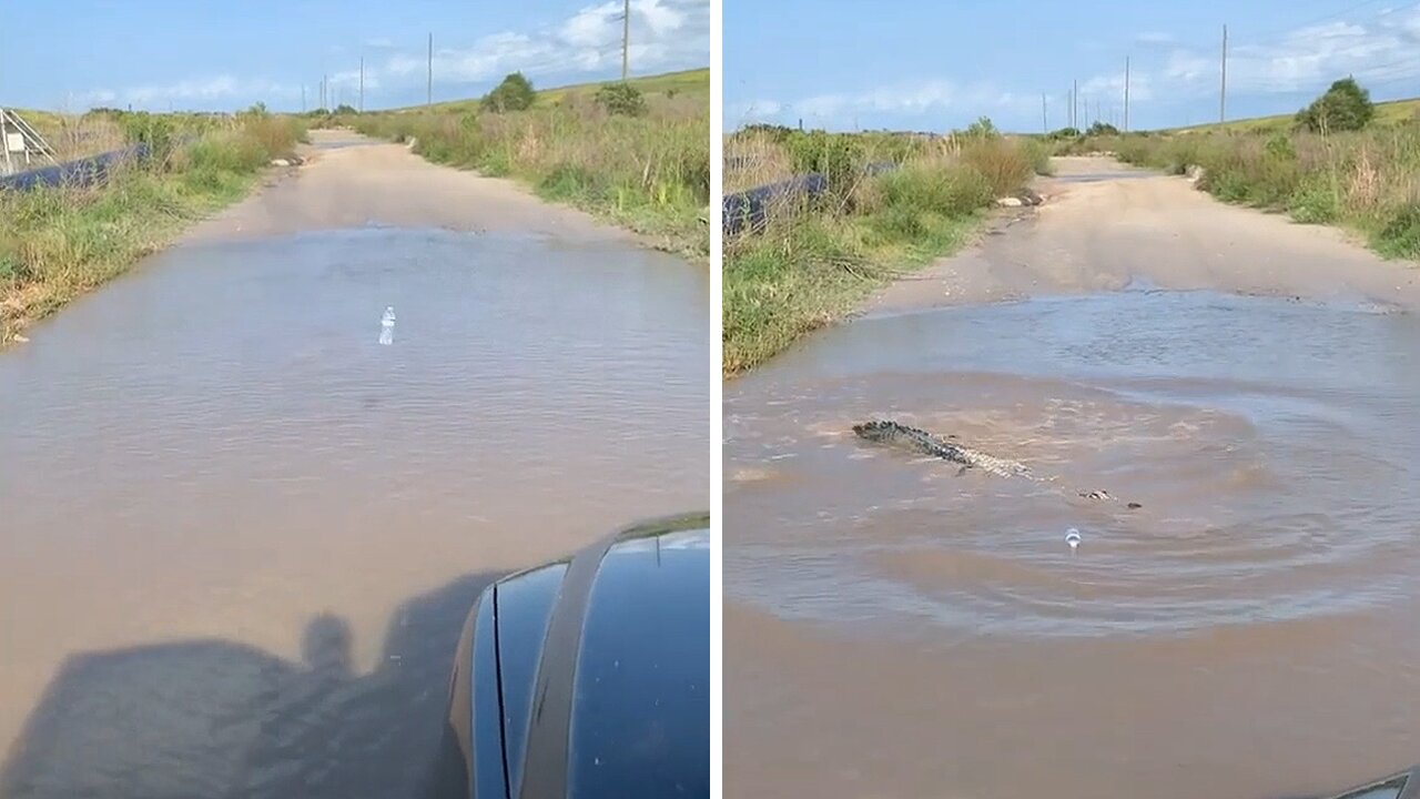 Massive alligator blocks road in Florida