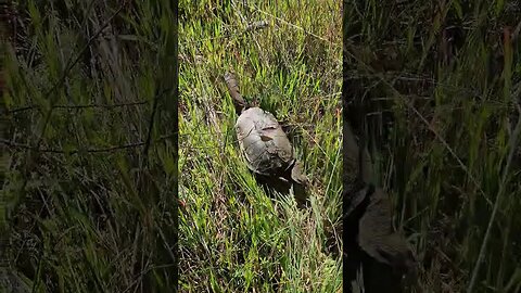 Long Neck Turtle Rescued From The Road #turtle #freedom #wildliferescue