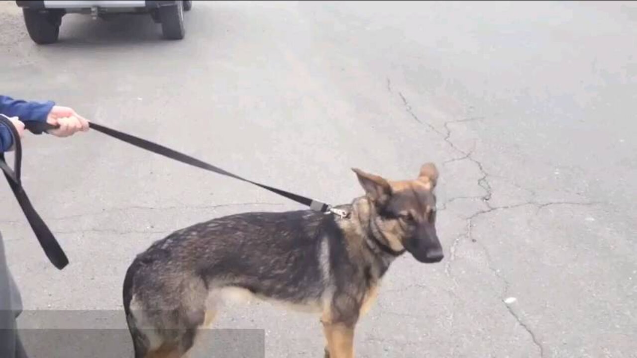 Learning German shepherd to beat his fears