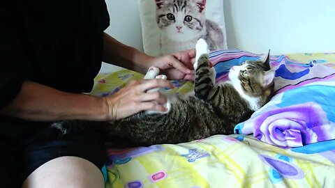 This Cat Is Chilling on the Bed