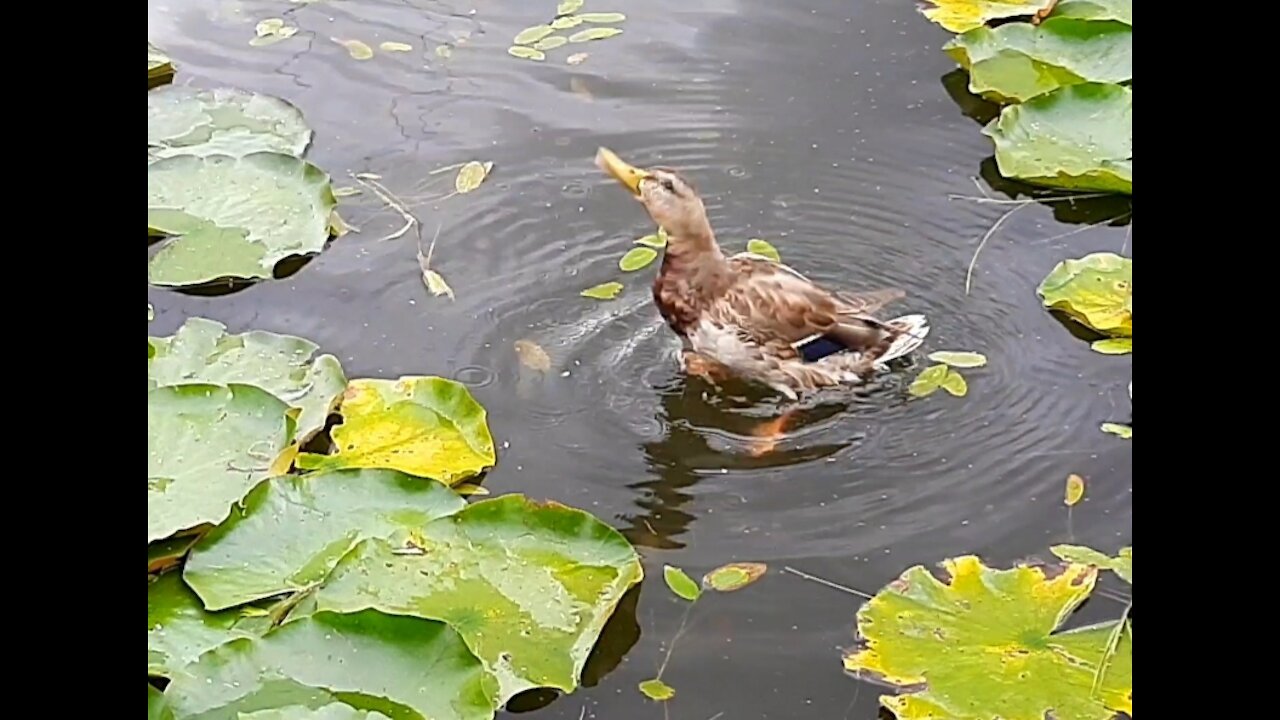 Cute ducks. September in Russia 🍁🦆