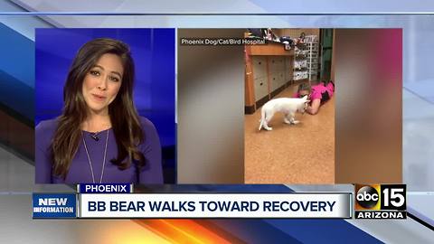 BB Bear walking after suffering skull injury