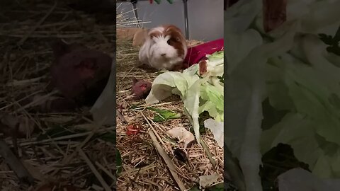 Midnight snack, thievery and an attack with my Guinea pigs