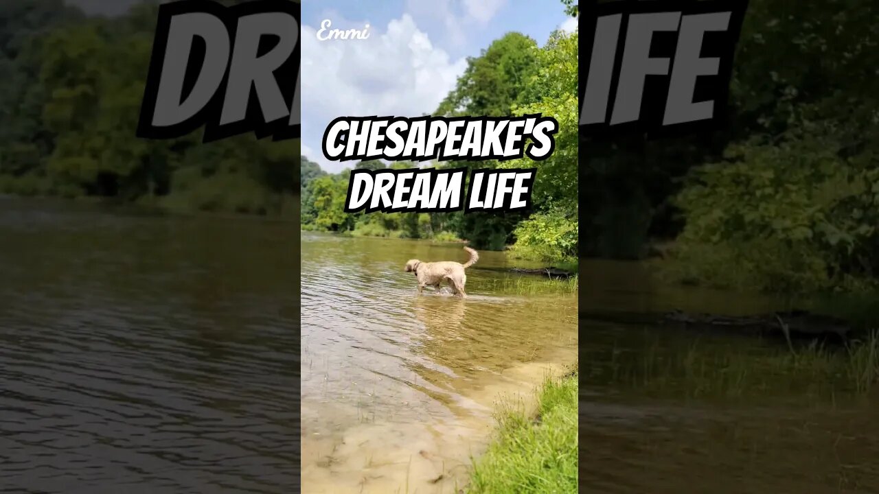 Chesapeake livin' her dream #chesapeakebayretriever #waterdogs #retrieverlife