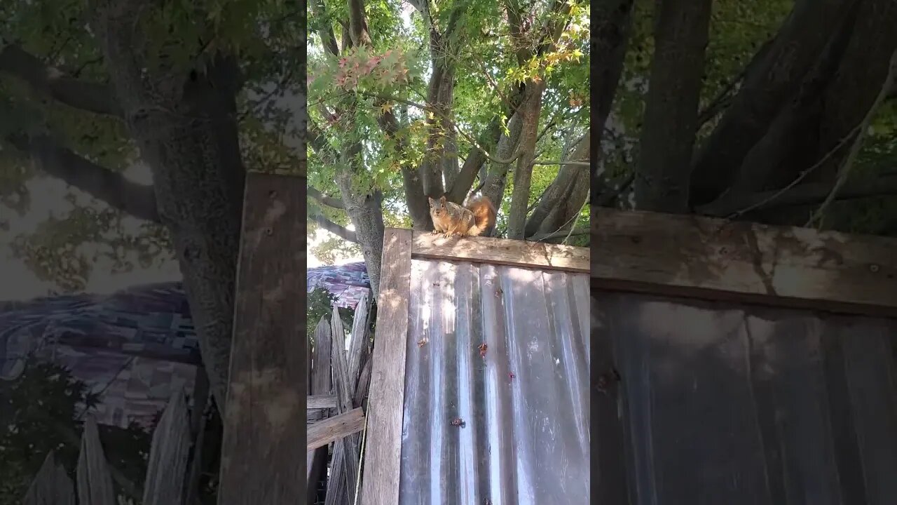 MUST SEE! - Super cute squirrels