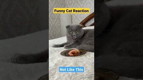 Funniest cat||american shorthair cat|british shorthair cat||best cat food||#Shorts#GigoX#Animals#cat