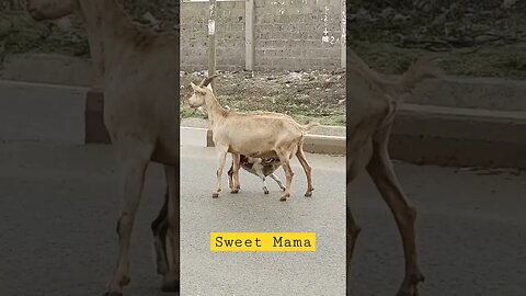 Mama Goat 🐐 Feeding Baby 🍼 in the Middle of Busy Road #shorts #animals #viral