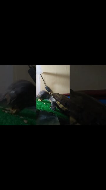 How do I feed my #pet 🐢 like this!!!