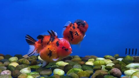 Big Giant Oranda Goldfish53 4