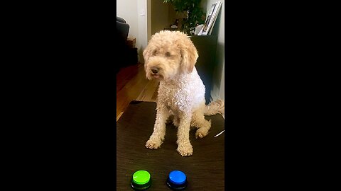 World’s Smartest Goldendoodle