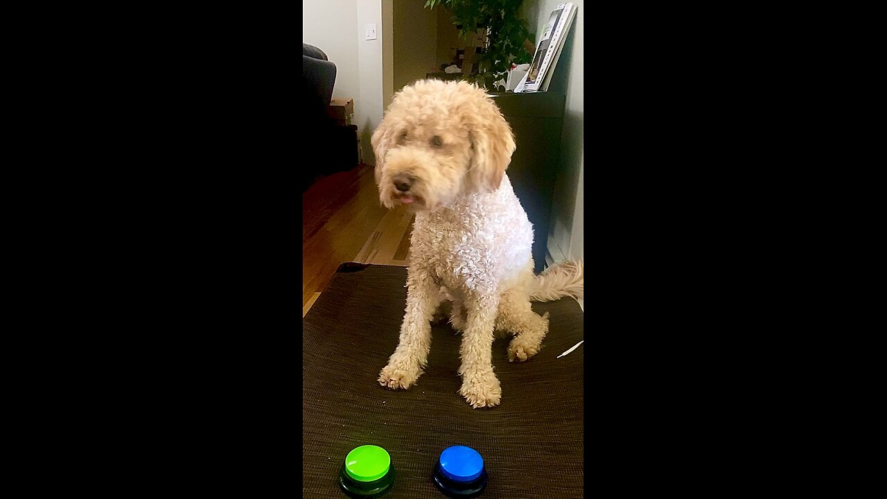 World’s Smartest Goldendoodle