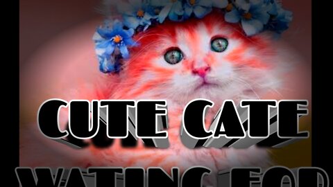 Funny cat