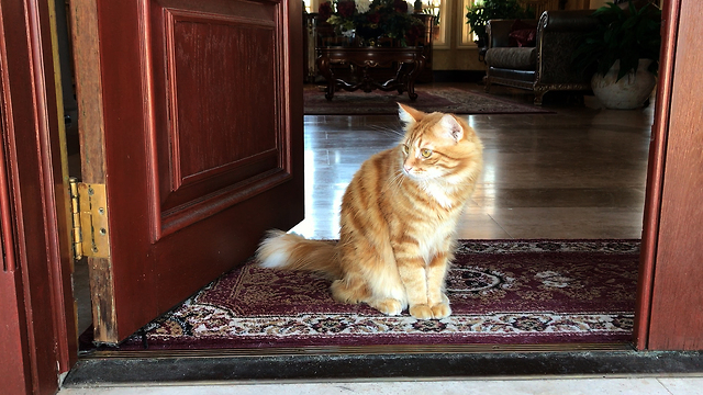 Jack the Rescue Cat is a Happy House Cat