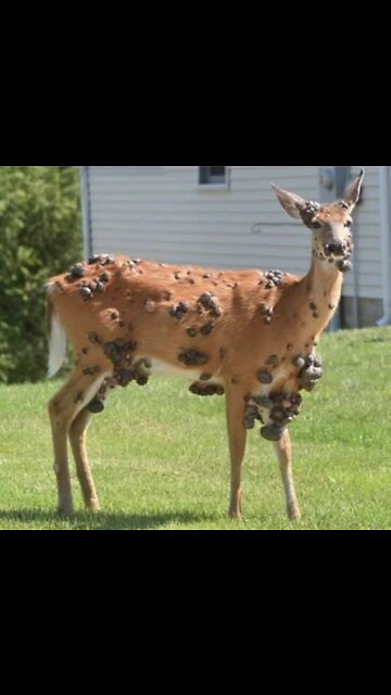 Poor deer is covered in warts | very sad