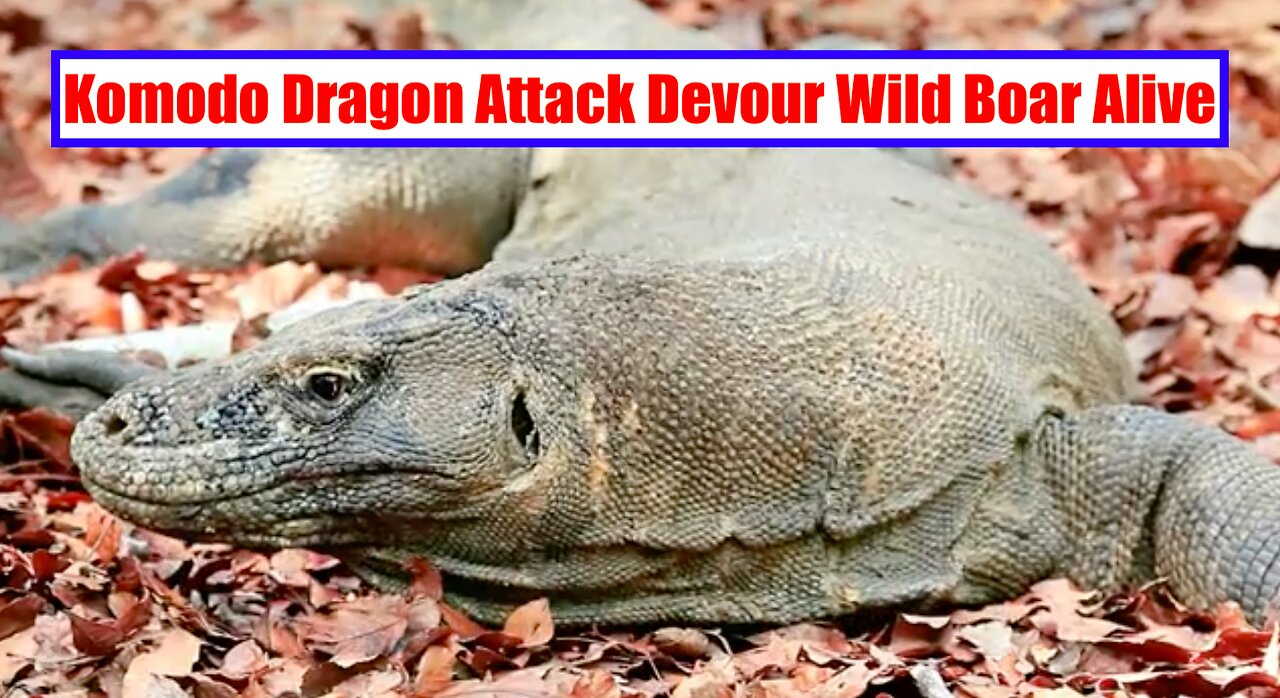 Komodo Dragon Attack Devour Wild Boar Alive