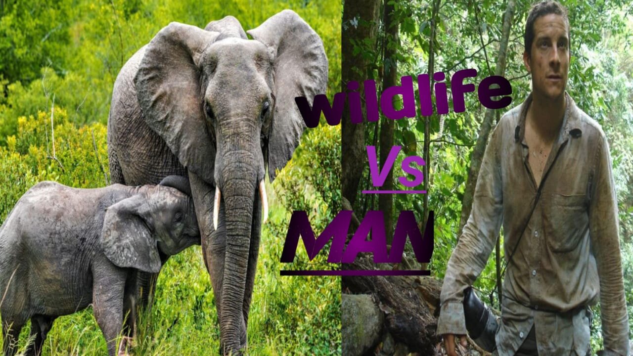 American alephent and wildlife vs man