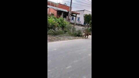 BEST FUNNY ANIMALS 2024