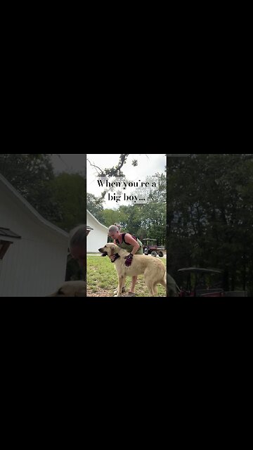 There’s a storm rolling in… #farmlife #anatolianshepherd #thunder