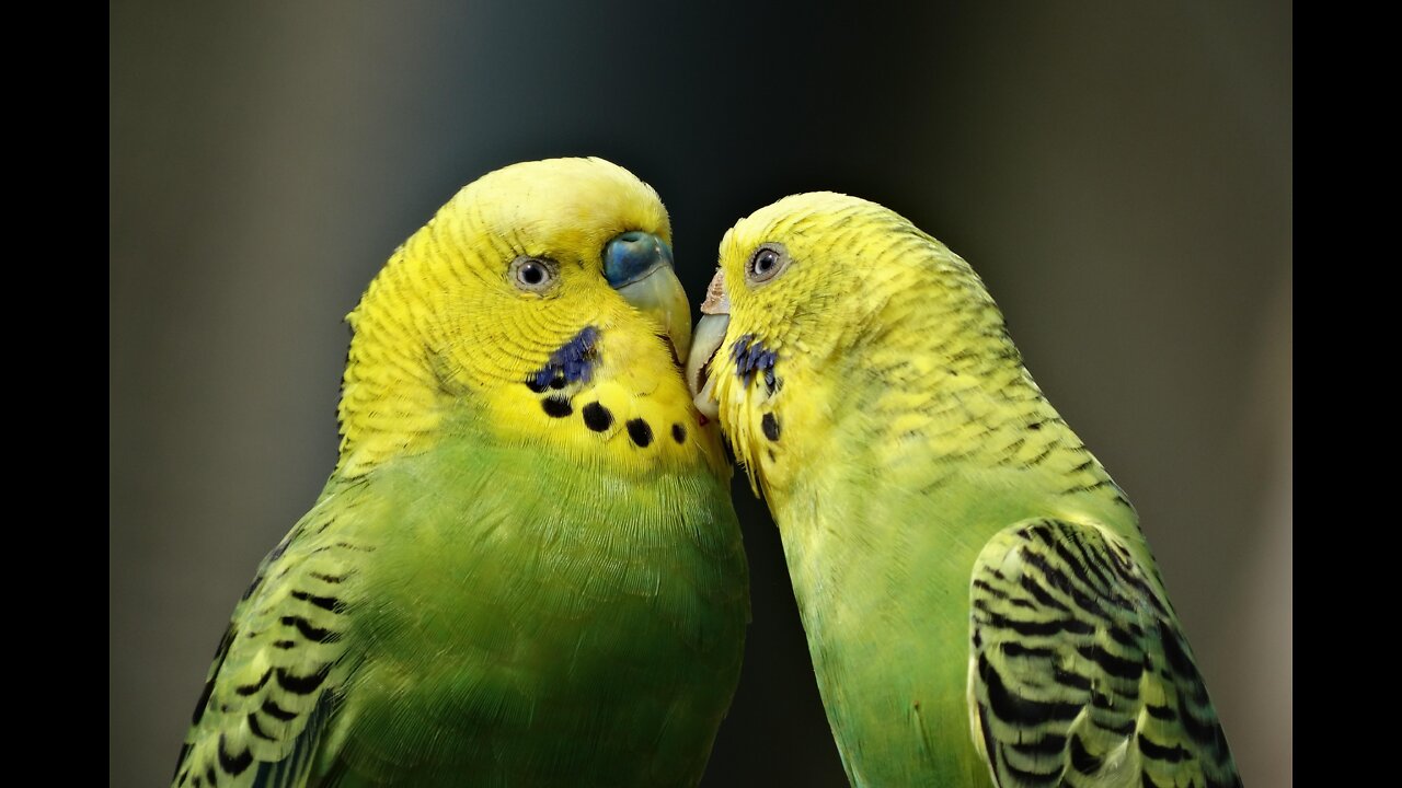 the most beautiful budgerigar