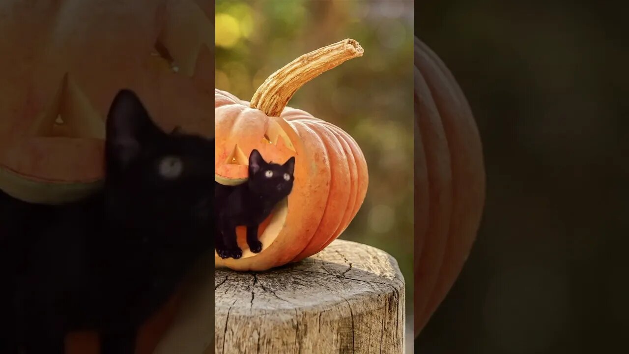 cat in the pumkin