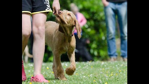 Teach ANY dog to walk nice on the leash | 5 MINUTE DOG TRAINING RESULTS!