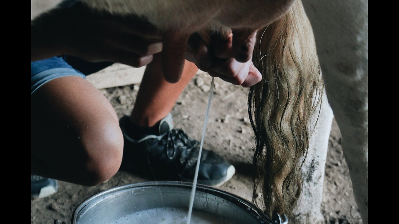 Evening Chores at the Farm