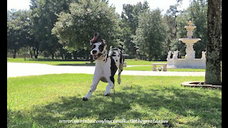 Funny Great Dane Races When He Is Called To Come