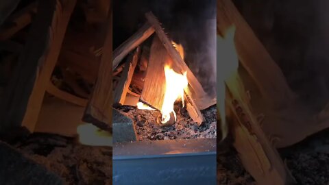 Birch bark is an excellent fire starter in a survival situation