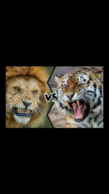 Tiger VS Lion