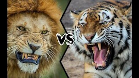 Tiger VS Lion