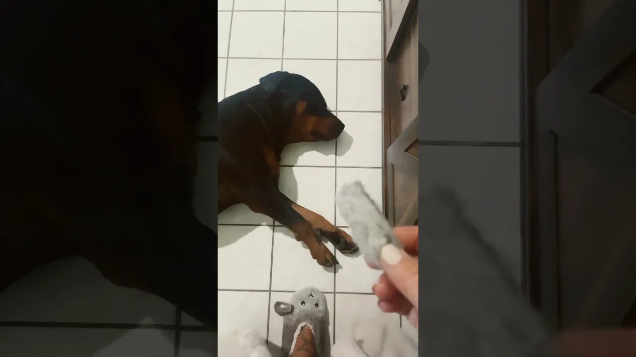 Rottweiler attacks bunny 🐰 (slipper) #shorts #rottweiler #dog #funny #funnydogs #funnyshorts #lol