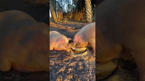 Pigs being Pigs! #pigs #pigfarmvideo #pig #hog #hogfarming
