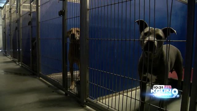 PACC Tales Reading Program helps kids learn to read through furry friends