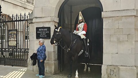 Teaching a puppy to respect the kings guards horses #horseguardsparade