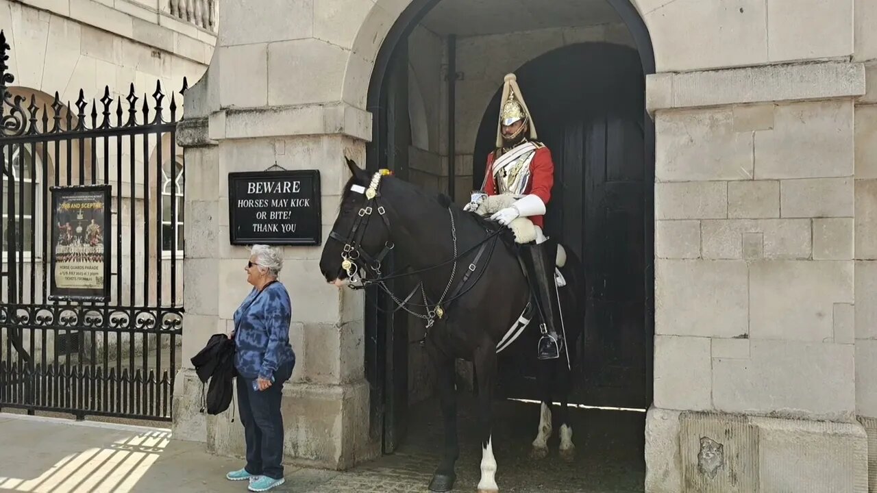 Teaching a puppy to respect the kings guards horses #horseguardsparade