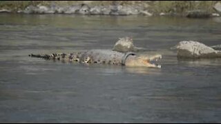 Un croco coincé dans un pneu depuis 2 ans!