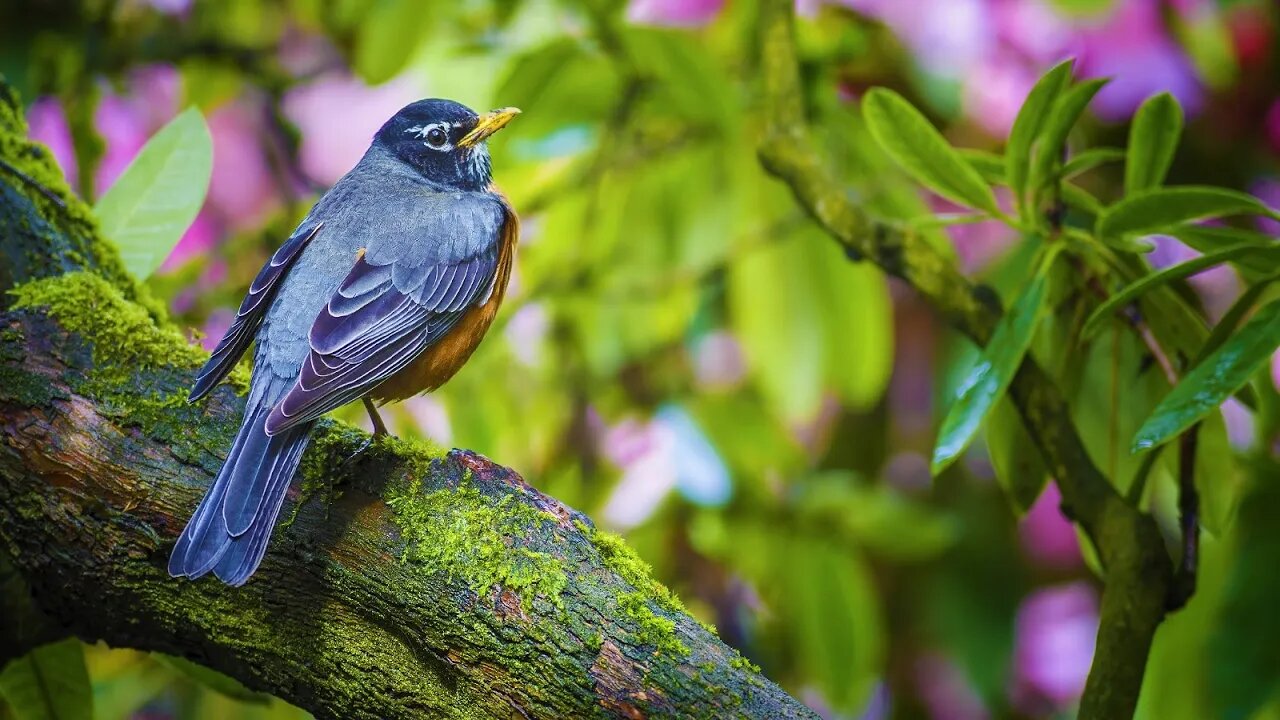 Relaxing Spring Music – Song of the Robins | Beautiful, Celtic