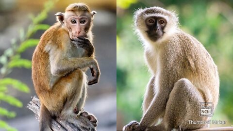 adult geoffroy's spider monkey walking on a branch and climbing Corcovado Costa Rica wildlife