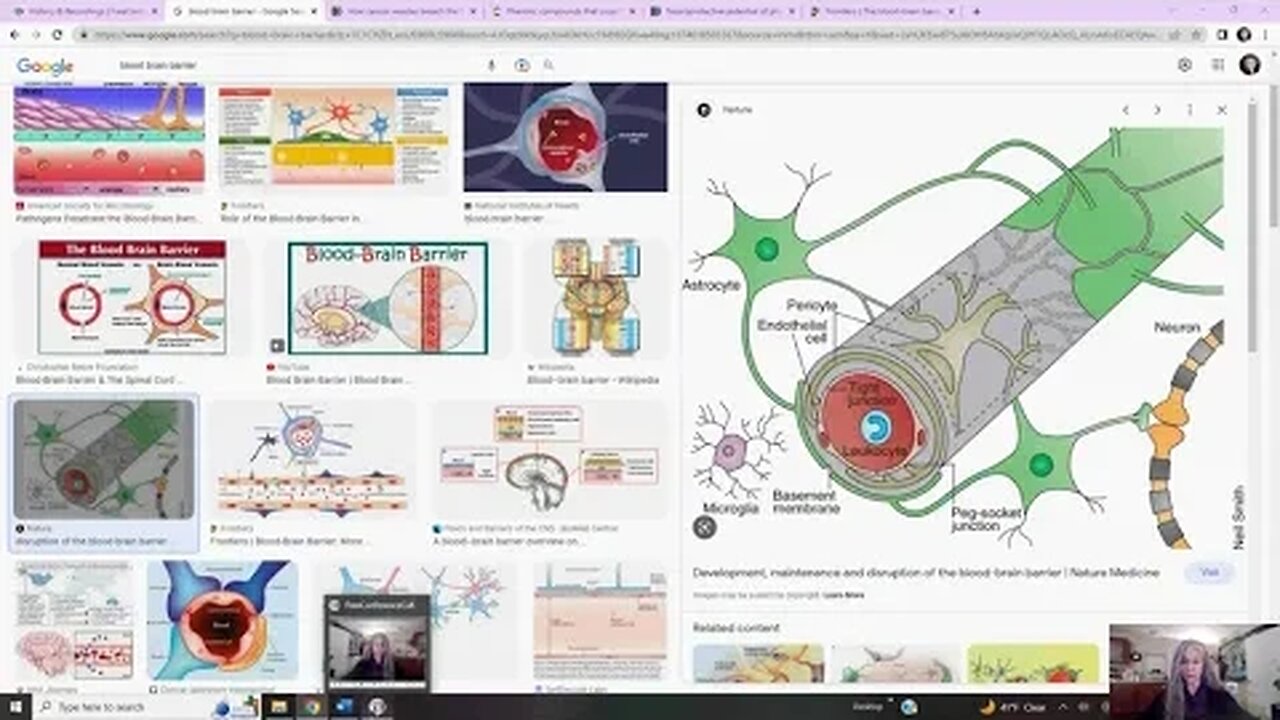 Phytonutrients That Cross The Blood Brain Barrier