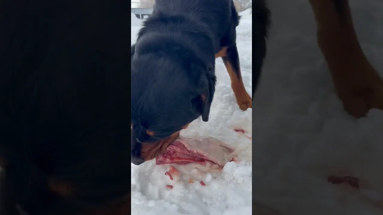 Rottweiler Eating Raw