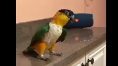 funny video of parrot dancing Micheal Jackson