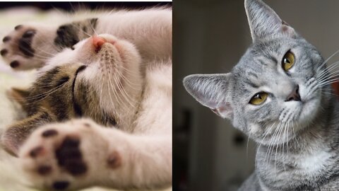 Cute Cat