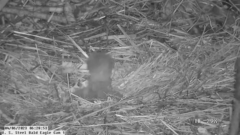 USS Bald Eagle Cam 1 4-6-23 @ 6:27 - Please welcome USS6
