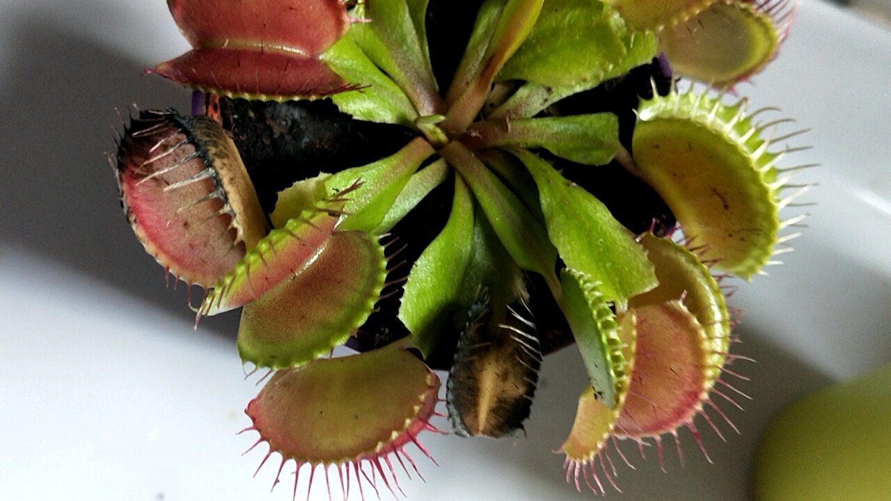 Dionaea muscipula