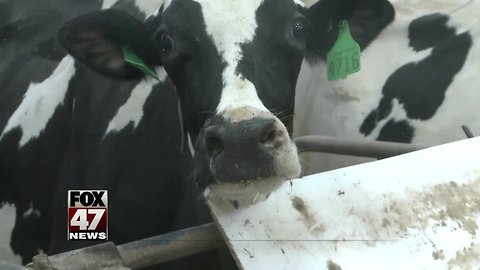 MSU offers up cows as therapy for stressed out students